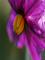 Caperangeflowers