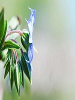 Caperangeflowers