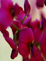 Caperangeflowers