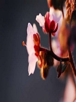 Caperangeflowers