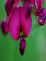 Caperangeflowers