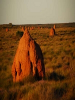 Termitehills