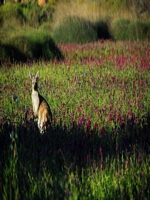 Wildlife