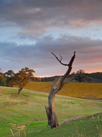 Gumeracha views