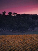 Gumeracha views