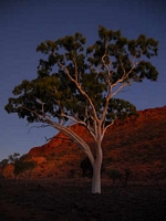 Outback impressions 