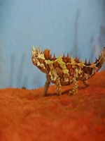 Desert Park