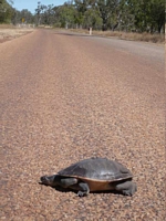 Mataranka
