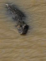 Kakadu Danger