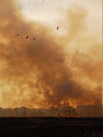 Kakadu Fire