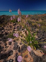 Cape Keraudren