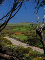 Geraldton Wildflowers