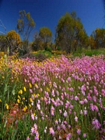 Geraldton Wildflowers