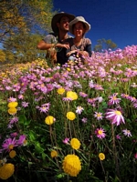 Geraldton Wildflowers