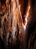  inside a Boab