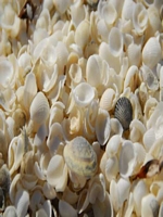 Shark Bay