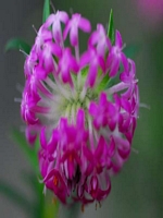  Margaret River Flowers 