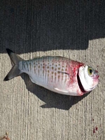 first fish