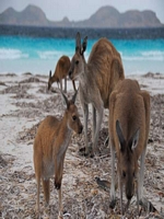  Lucky Bay