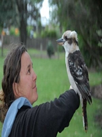 Kookuburra sits in an old gum tree