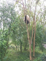 Panda Center Chengdu 