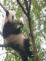 Panda Center Chengdu 