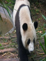 Panda Center Chengdu 