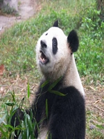 Panda Center Chengdu 