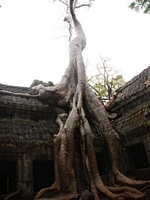 Ankor Wat