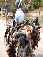 nach Siem Reap