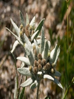 Tag 3 Edelweiss