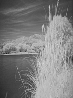 Kiwi IR