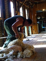 Sheep shearing