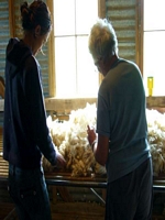  Sheep shearing