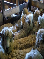 Sheep shearing before