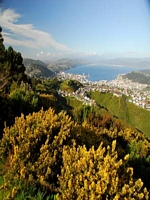 Wellington view