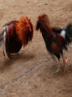 Uyuganfiesta