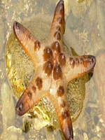 Ipilanbeach