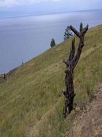 Olkhontree