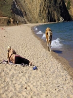 Russian Cows on the beach