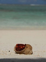 Islandlife