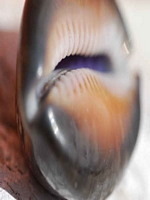 Inselleben