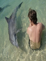 Monkey Mia Dolphins