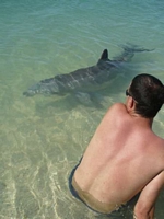 Monkey Mia Dolphins