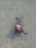 Esperance Sammy the seal